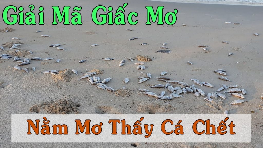 Nằm mơ thấy cá chết