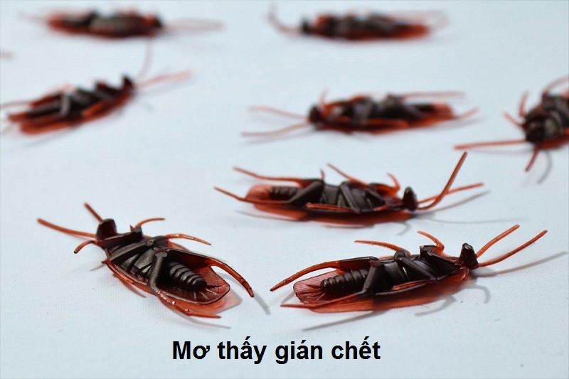 Mơ thấy gián chết là điềm gì