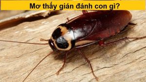 nằm mơ thấy gián