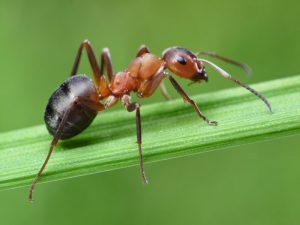 Nằm mơ thấy kiến