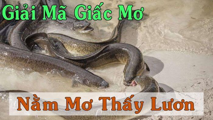 Nằm mơ thấy lươn